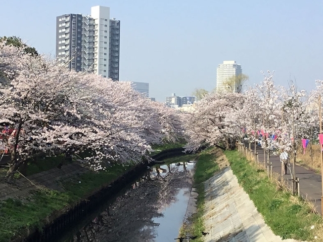 アンデルセン公園 海老川沿いのサクラ色 の手ぬぐい コマツナグリーン ニンジンレッドに続いての新色 船橋のお土産 プレゼントに大人気 染物 旗幕 祭り用品 神楽面 つるや伊藤のニュース まいぷれ 船橋市