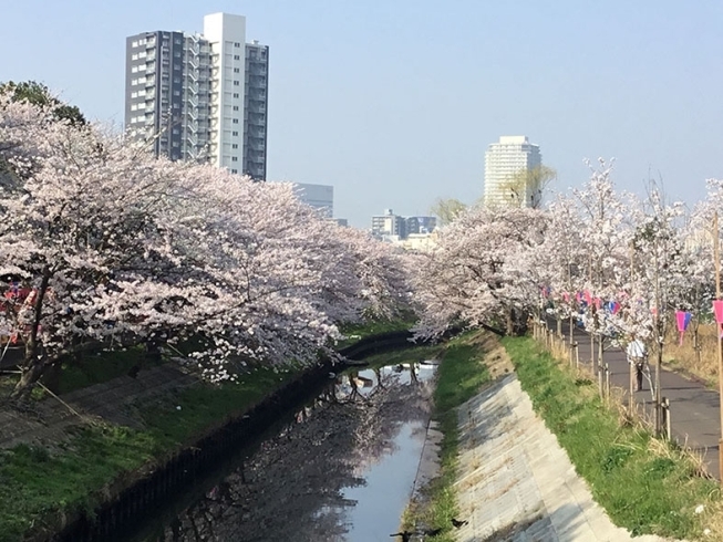 アンデルセン公園 海老川沿いのサクラ色 の手ぬぐい コマツナグリーン ニンジンレッドに続いての新色 船橋のお土産 プレゼントに大人気 染物 旗幕 祭り用品 神楽面 つるや伊藤のニュース まいぷれ 船橋市 アンデルセン公園 海老川沿いのサクラ色 の手ぬぐい コマツナグリーン ニンジンレッドに続いての新色 船橋のお土産 プレゼントに大人気 染物 旗幕 祭り用品 神楽面 つるや伊藤のニュース まいぷれ 船橋市