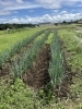 「ネギ畑の除草作業」