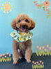 「Dog salon mofu mofu 余市町」