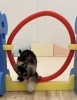 こはくちゃん。跳べたよ〜「ましゅまろ幼稚園🐾」