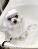 スモモちゃんパック中〜「秋のオプションキャンペーン　^o^」