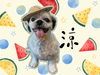 「Dog salon mofu mofu　余市町」