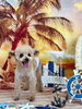 祥太郎くん「サンセットビーチ🏖️」
