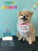 「Dog salon mofu mofu 余市町」