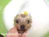 てんちゃん入浴中〜「冬のオプションキャンペーン　(^-^)」