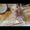 酔っ払い？おやっさん開いてる？おもしろ可愛いハムスターcute funny hamster　＃12