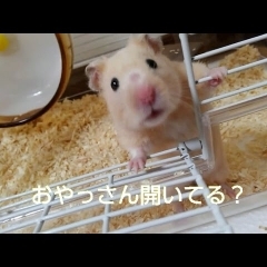 酔っ払い？おやっさん開いてる？おもしろ可愛いハムスターcute funny hamster　＃12