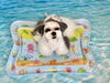 アモルくん「波とわんこ🌊」