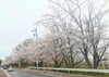 満開だったら･･「目標目指して」