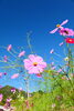 秋晴れ！「秋晴れ！秋桜満開！」