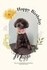 「Dog salon mofu mofu　余市町」