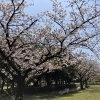 ■桜特集■【大分市・日岡公園】