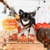 チワワ　シャンプー+部分カット「🎃🍁トリミングのお友達🍁🎃トイプードル、ダックス、チワワ🍁🎃」
