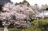 21年 松前のお花見 桜スポット 函館市 北斗市 七飯町 道南の桜スポット紹介 まいぷれ 函館