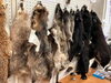 剥製や毛皮も「静岡県初開催！ほねほねサミットに/生き物の勉強/静岡/熱帯魚/水槽レンタル/島田市/癒し」