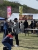 「緑ヶ丘公園祭り（桜開花状況、見頃の情報　第8報）」