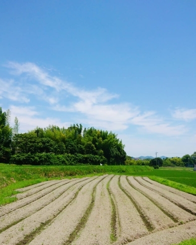 暑いと思いますが、楽しみです(^w^)「6/25金曜日 大豆を蒔きます＼(^^)／参加者求む！《西京区 大原野 上田とうふ直売所 大豆 種蒔き 一緒にいかが》」