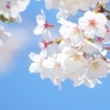 行方（なめがた）の桜！　2026年開花状況【最新版】