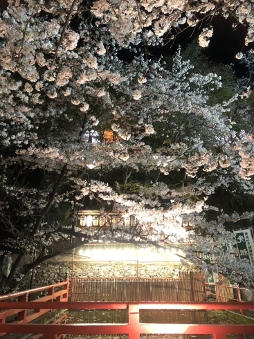 「紀三井寺の桜が見頃です！」