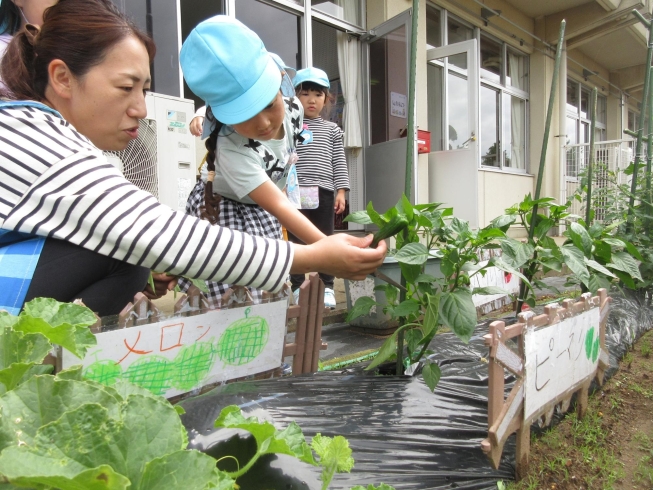 ピーマンの初収穫！！「さつまいもの苗を植えたよ♪」