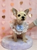 あんくん「ピンクバレンタイン💕」