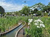 「【会場イベント】堀切菖蒲園（約200種6,000株）葛飾菖蒲まつり［2026年5月31日（日）6月5日（金）6日（土）7日（日）14日（日）］」