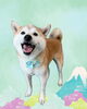「Dog salon mofu mofu　余市町」