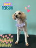 「Dog salon mofu mofu　余市町」