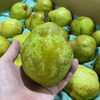 「 「ラ・フランス」の入荷も始まってます🍐 岩手県花巻地区産　JAいわて花巻　「ラ・フランス」」