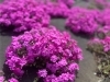 そろそろ見頃 土手の手前一面にピンクの 芝桜 シバザクラ 柴又の江戸川河川敷手前土手 潜入 まいぷれ葛飾 編集部が行く まいぷれ 葛飾区 そろそろ見頃 土手の手前一面にピンクの 芝桜 シバザクラ 柴又の江戸川河川敷手前土手 潜入 まいぷれ葛飾 編集部が行く まいぷれ 葛飾区