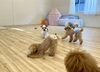 じゃれたり走ったり😃「ましゅまろ幼稚園🐾パート１」