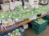 「いばらきフラワーパークとポケットファームどきどき」