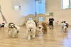 みんな GO💨 GO💨「ましゅまろ幼稚園🐾」