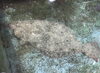 「西海物産館 魚魚市場鮮魚コーナーおすすめ商品は「赤ハタ・ヒラメ」です♪」