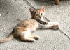 「仔猫の里親さん募集中です！」