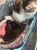 ３人目のスタッフの家猫も心配してくれています。「番外編　消えかけたちいさな命」