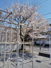 上千葉香取神社周辺「🌸 桜満開いとをかし 🌸　★英会話と体操のコラボ教室（堀切、お花茶屋、綾瀬、亀有、小菅）」