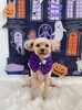 ララちゃん「Happy Halloween 2026🎃」