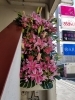 開店１５周年お祝いの花 三次花壇 十日市店のニュース まいぷれ 三次市
