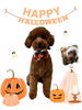 「Dog salon mofu mofu　余市町」