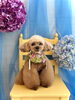 リルちゃん「わんこと紫陽花」