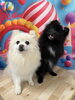 ポメラニアンのチロルちゃん🎀ロイズくん️🩵「🐶🐾トリミングにご来店のわんちゃん紹介🩷🐈‍⬛」