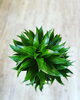 「観葉植物入荷しました」