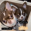 お姉ちゃんのシエラちゃん❤️「バレンタイン限定プレゼント❤️」