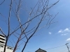 ヤマザクラ「春ですね。新芽の季節です。」