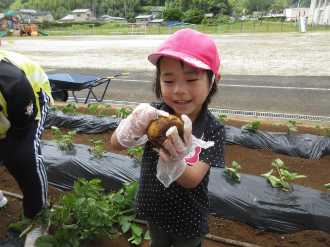 見てみて！おおきなジャガイモ掘れたよ！「さつまいもの苗を植えたよ♪」