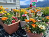 「5月10日は母の日！感謝の気持を込めて、お花を贈りませんか。」