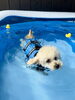 余裕の泳ぎですね😉「ましゅまろプールDAY　🏊‍♂️」
