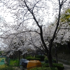 寝屋川公園墓地・桜園の桜